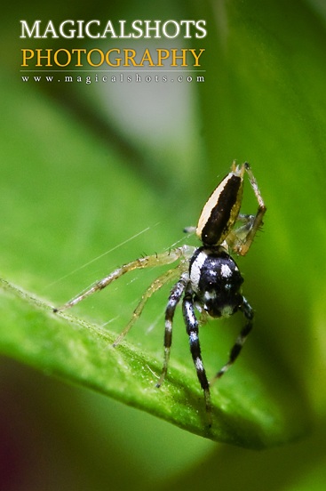 Itsy Birsy Spider