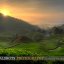 Cameron Highland Tea Plantation