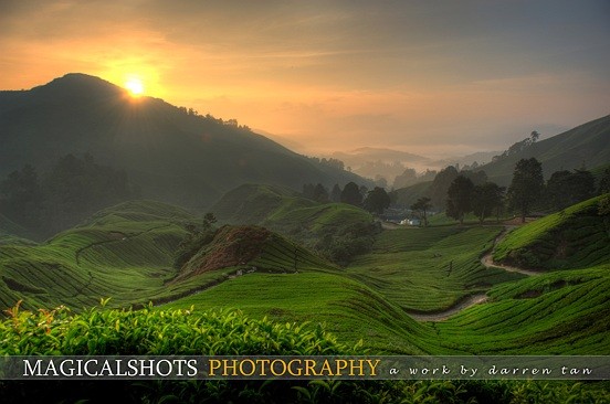 Wedding Photographer Malaysia Cameron Highland Tea Plantation